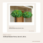 Artificial Boston Ferns, Set of 2, 48 in. product detail